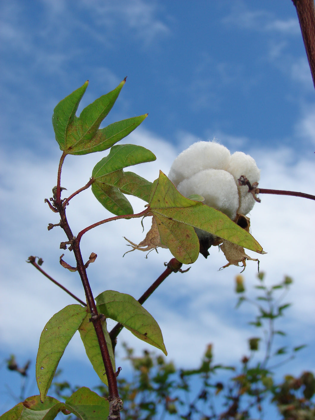 Sea Island Cotton